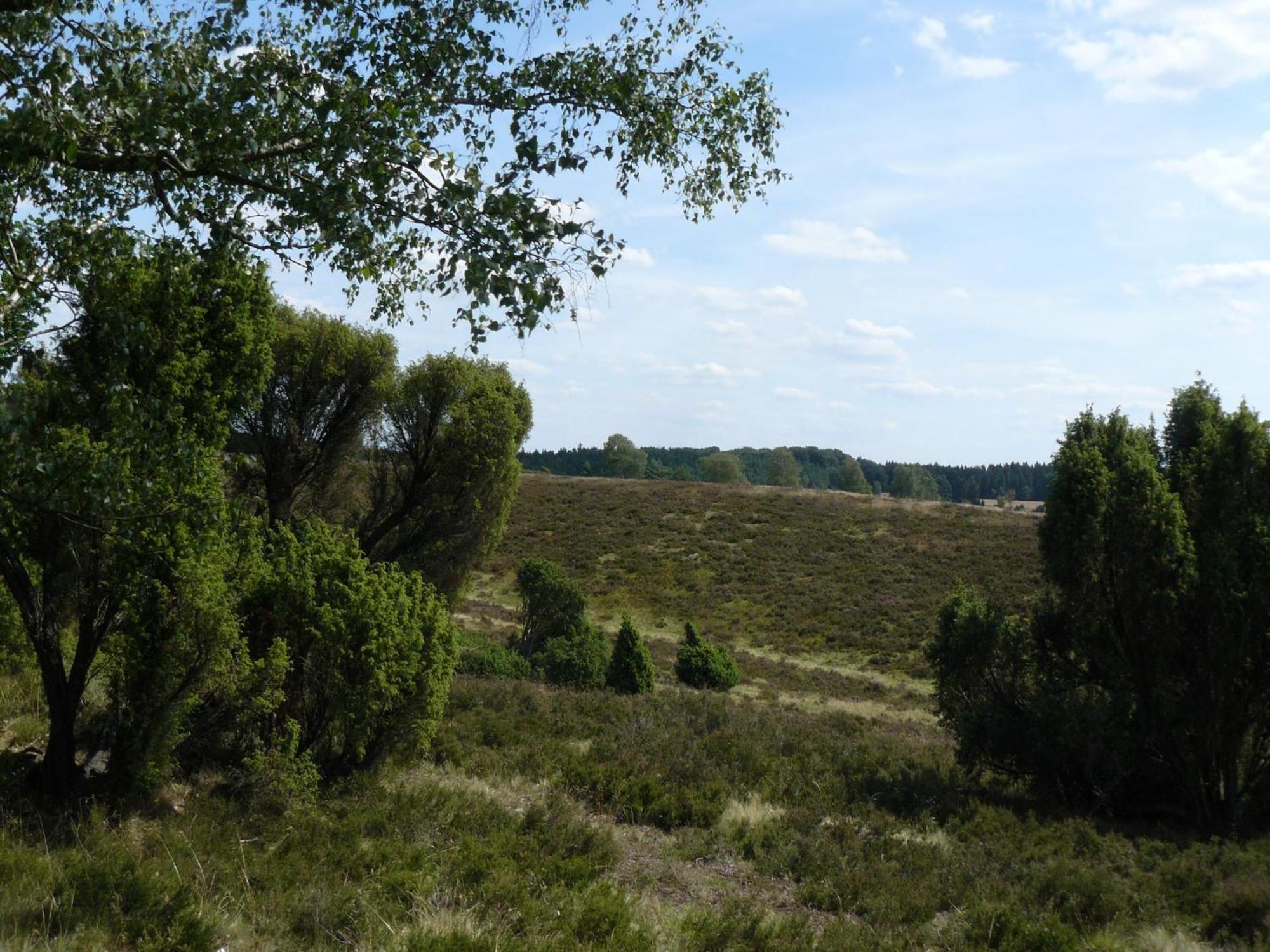 Holiday Home In Wietzendorf In The L Neburg Heath With A View Of The Countryside Extérieur photo